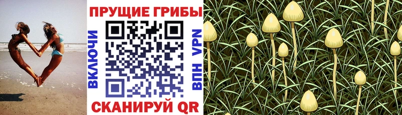 Псилоцибиновые грибы Psilocybine cubensis  Макарьев 